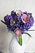 HYACINTHUS ORIENTALIS BLUE JACKET WITH HELLEBORUS