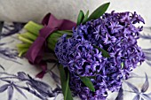 HYACINTHUS ORIENTALIS BLUE JACKET