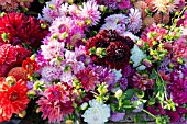 DAHLIAS IN BED OF TRUCK AFTER HARVESTING