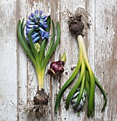 HYACINTHUS ORIENTALIS BLUE JACKET