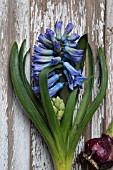 HYACINTHUS ORIENTALIS BLUE JACKET