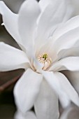 MAGNOLIA X LOEBNERI BALLERINA