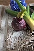 HYACINTHUS ORIENTALIS BLUE JACKET