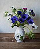 ANEMONE CORONARIA IN PITCHER