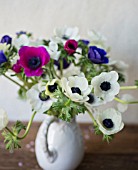 ANEMONE CORONARIA IN PITCHER