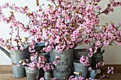 PRUNUS BLIREANA BLOSSOM ZINC BUCKETS