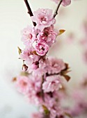 PRUNUS BLIREANA BLOSSOM