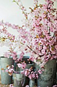 PRUNUS BLIREANA BLOSSOM IN ZINC BUCKETS