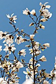 MAGNOLIA SALICIFOLIA W.B. CLARKE