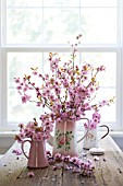 PRUNUS BLIREANA BLOSSOM IN PITCHERS ON WOODEN TABLE