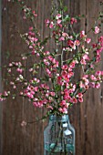 CHAENOMELES BRANCHES IN BLUE JAR