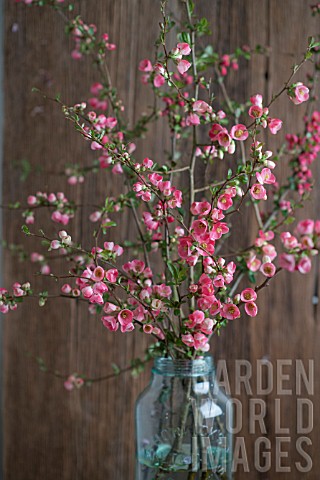 CHAENOMELES_BRANCHES_IN_BLUE_JAR
