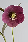 HELLEBORUS X HYBRIDUS MARDI GRAS MAROON RED ON WHITE BACKGROUND