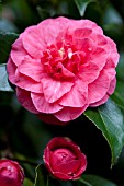 CAMELLIA JAPONICA BELLA ROMANA RED