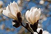 MAGNOLIA SALICIFOLIA W.B. CLARKE