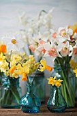 NARCISSUS ACCENT, JETFIRE, TETE A TETE, POETICUS AND THALIA