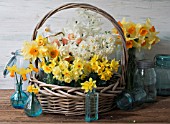 NARCISSUS ACCENT, THALIA, CHEERFULNESS, JETFIRE, TETE A TETE AND POETICUS IN BLUE JARS IN BASKET