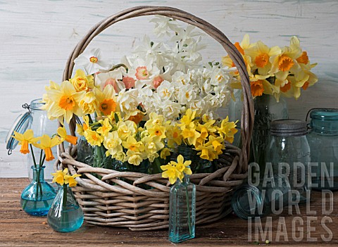NARCISSUS_ACCENT_THALIA_CHEERFULNESS_JETFIRE_TETE_A_TETE_AND_POETICUS_IN_BLUE_JARS_IN_BASKET