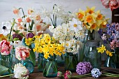 NARCISSUS, TULIPA, HYACINTH ORIENTALIS AND RANUNCULUS