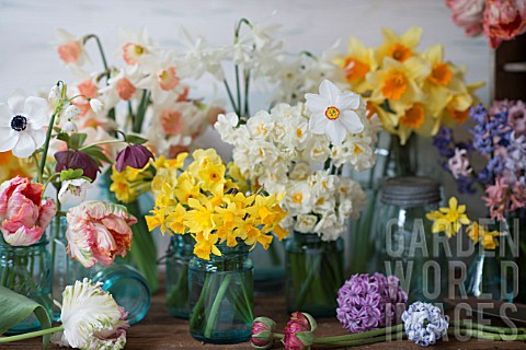 NARCISSUS_TULIPA_HYACINTH_ORIENTALIS_AND_RANUNCULUS