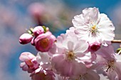 PRUNUS ACCOLADE, BLOSSOMS IN SPRING