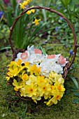 NARCISSUS FALCONET, TETE A TETE, ACCENT AND CHEERFULNESS IN TWIG BASKET IN WOODLAND GARDEN IN SPRING