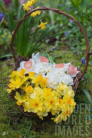 NARCISSUS_FALCONET_TETE_A_TETE_ACCENT_AND_CHEERFULNESS_IN_TWIG_BASKET_IN_WOODLAND_GARDEN_IN_SPRING