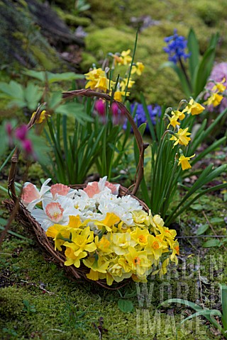 NARCISSUS_FALCONET_TETE_A_TETE_ACCENT_AND_CHEERFULNESS_IN_TWIG_BASKET_IN_WOODLAND_GARDEN_IN_SPRING