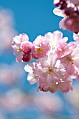 PRUNUS ACCOLADE, BLOSSOMS IN SPRING