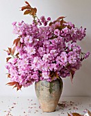 PRUNUS SERRULATA KWANZAN IN FLORAL ARRANGEMENT