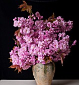 PRUNUS SERRULATA KWANZAN IN FLORAL ARRANGEMENT