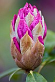 BUD OF EMERGING RHODODENDRON BLOSSOM.