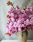 PRUNUS SERRULATA KWANZAN IN FLORAL ARRANGEMENT