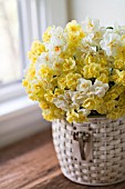 NARCISSUS CHEERFULNESS, SIR WINSTON CHURCHIL AND BRIDAL CROWN IN BASKET