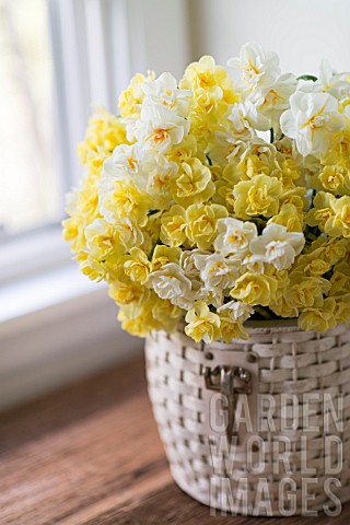 NARCISSUS_CHEERFULNESS_SIR_WINSTON_CHURCHIL_AND_BRIDAL_CROWN_IN_BASKET