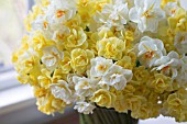 NARCISSUS CHEERFULNESS, SIR WINSTON CHURCHIL AND BRIDAL CROWN IN GLASS JAR