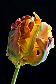 BLUMEX PARROT TULIP FLOWER ON BLACK BACKGROUND