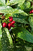 AUCUBA JAPONICA GOLD SPOT, FEMALE PLANT WITH BERRIES, LATE WINTER