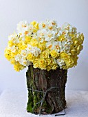 NARCISSUS CHEERFULNESS, SIR WINSTON CHURCHILL AND BRIDAL CROWN IN BARK BASKET