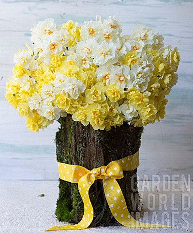 NARCISSUS_CHEERFULNESS_SIR_WINSTON_CHURCHILL_AND_BRIDAL_CROWN_IN_BARK_BASKET