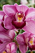 CYMBIDIUM HYBRID ORCHID