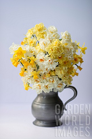 MIXED_NARCISSUS_FALCONET_SWEETNESS_CHEERFULNESS_TETE_A_TETE_BRIDAL_CROWN_AND_SIR_WINSTON_CHURCHIL_IN