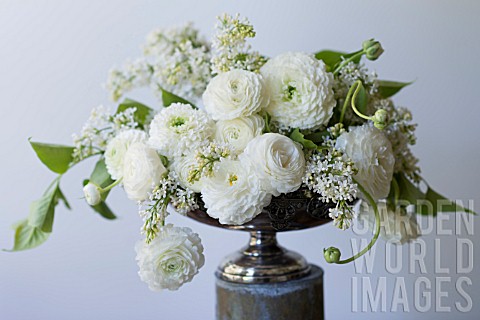 WHITE_RANUNCULUS_ASIATICUS_AND_SYRINGA_VULGARIS_ANGEL_IN_ANTIQUE_SILVER_PEDESTAL_BOWL