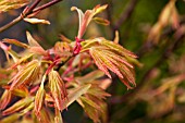 ACER PALMATUM ORANGE DREAM