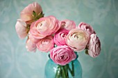 RANUNCULUS ASIATICUS IN VINTAGE BLUE JAR