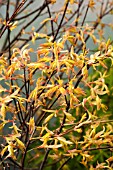 ACER PALMATUM ORANGE DREAM