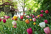 FRENCH TULIPS IN SPRING COTTAGE GARDEN