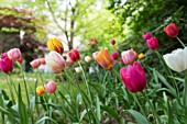 FRENCH TULIPS IN SPRING COTTAGE GARDEN