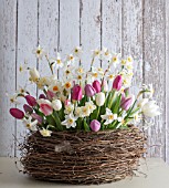 NARCISSUS POETICUS VAR. RECURVUS WITH TULIPA IN NEST BASKET