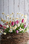 NARCISSUS POETICUS VAR. RECURVUS WITH TULIPA IN NEST BASKET